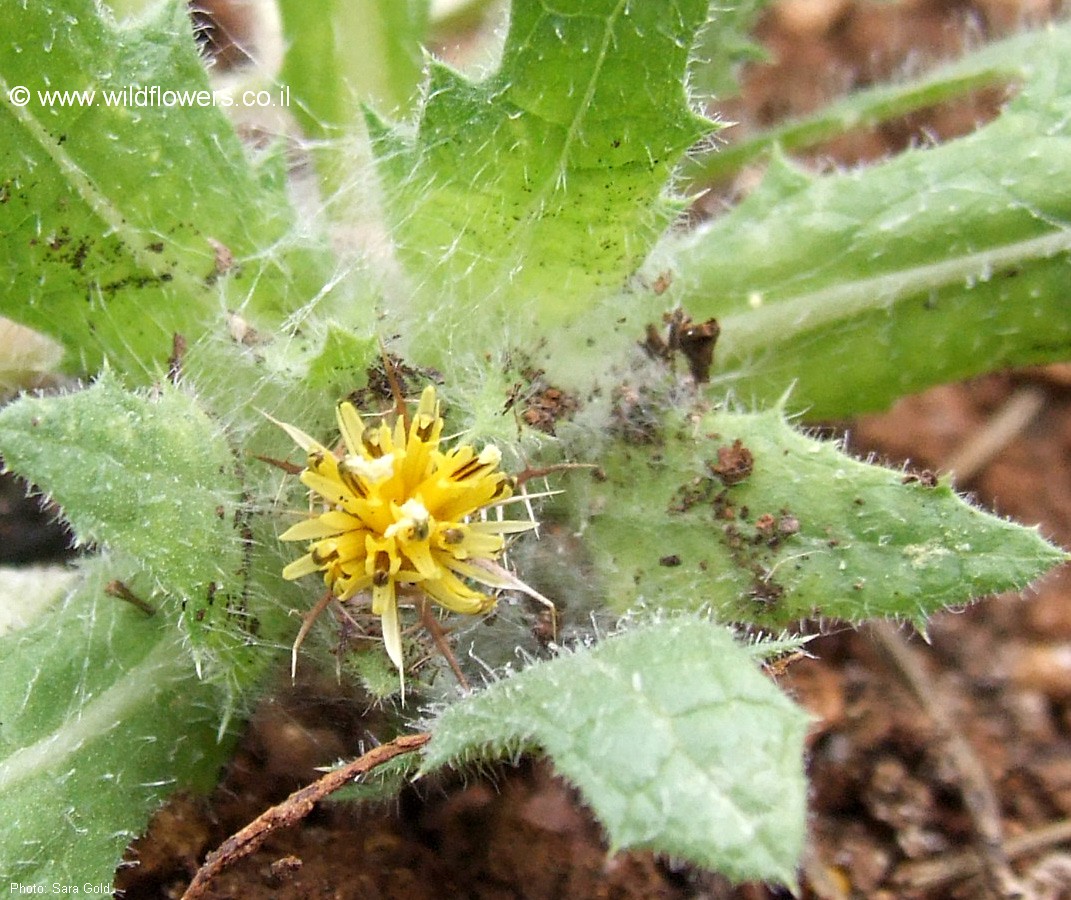 St. Benedict's thistle